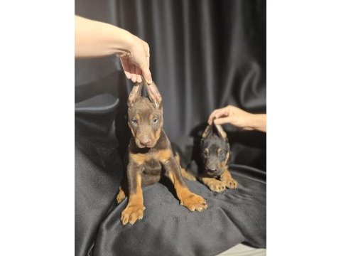 Orjinal doberman köpekleri