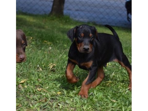Europen iri doberman yavrular