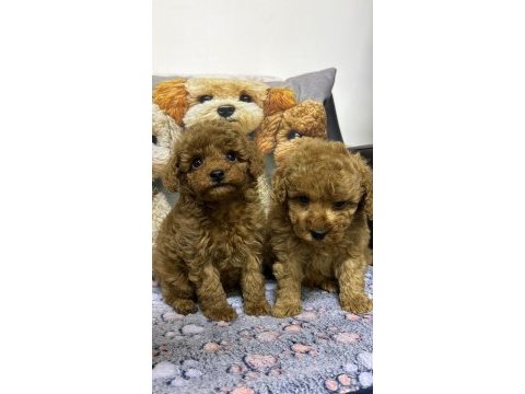 Safkan kore poodle yavrularımız yeni yuvalarını