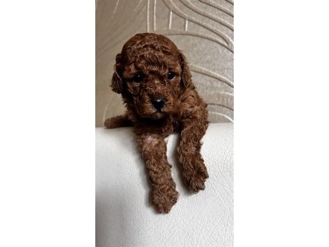 Minik poodle kurabiyeler
