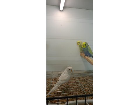 Ele alıştırmalık yavru muhabbet kuşları