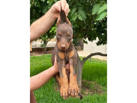 A kalite doberman yavruları