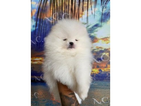 A kalite pomeranian 70 günlük yavru