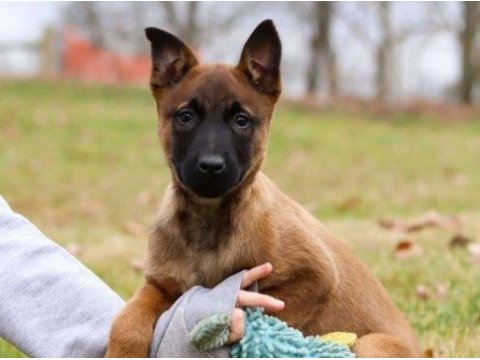 Irk ve sağlık garantili malinois ak47