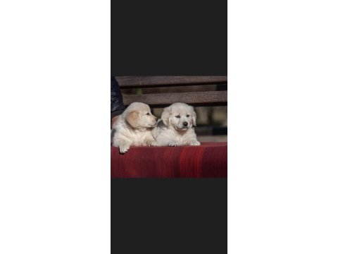 Golden retriever gelip görerek alabilirsiniz