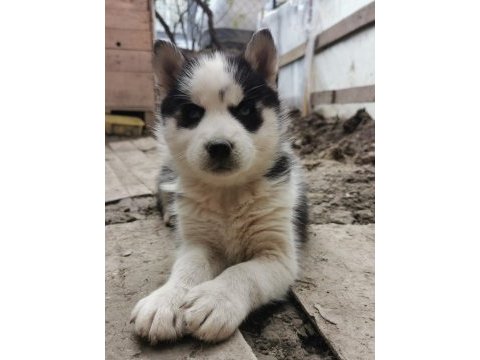 Üst kalite husky (sibirya kurdu) yavrular