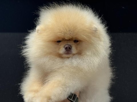 Petmode köpek çiftliğinde ziyarete açık pomeranian