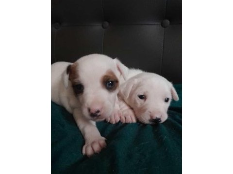 Jack russell kardeşler