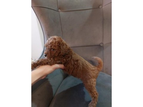 Toy poodle 40 günlük