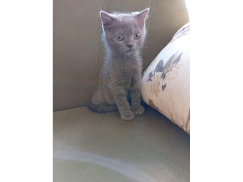 İki aylık erkek british shorthair