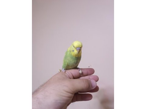 Jumbo muhabbet kuşu yavrular