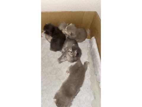Kedilerimize toplu yuva aranıyor