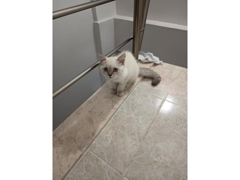 3 aylık yavrum mama ve tuvalet eğitimi tamam kedimiz