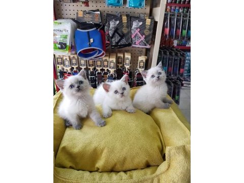 Ruhsatlı işletmeden taksit avantajıyla british shorthair