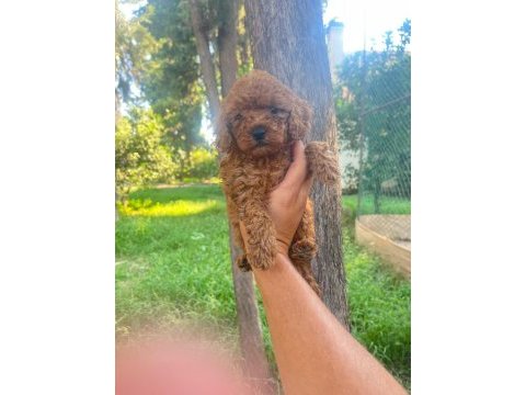 A kalite 1. sınıf toy poodle yavrular