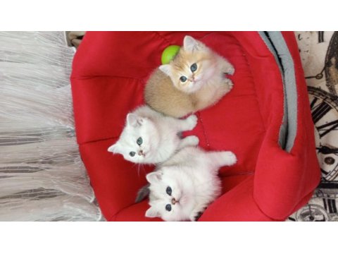 British shorthair yavrularımız yeni yuvasını arıyor
