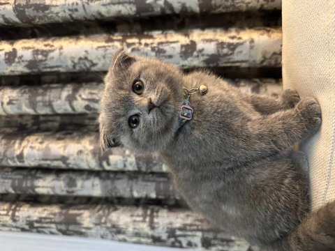 3 aylık scottish fold yavrularım