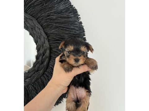 Kore kan yorkshire terrier bebeklerimiz