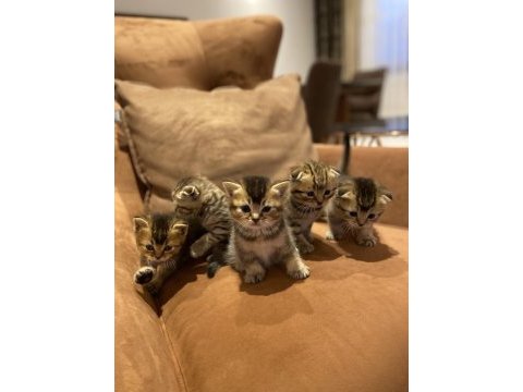 Minik scottish fold yavrularımıza yeni aileler arıyoruz