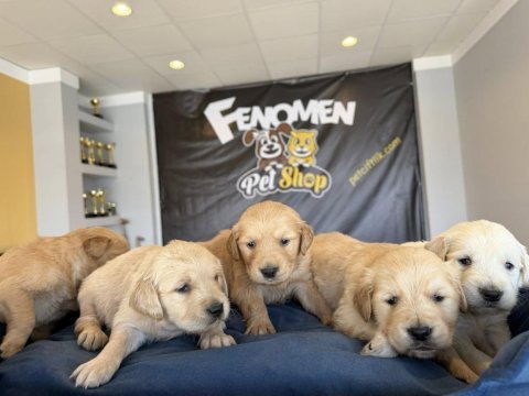Baby face golden retrıewer yavruları safkan belgeli