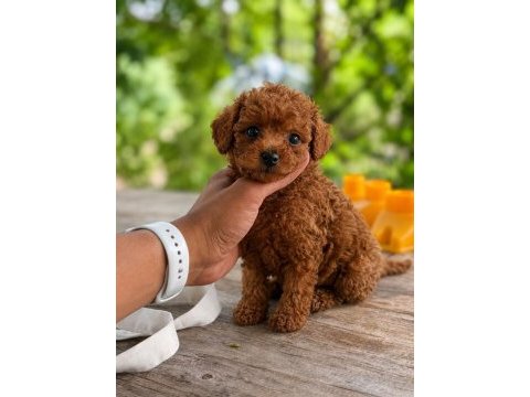 Toy poodle bebekler 