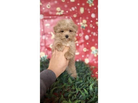 Maltipoo yavru köpeğimiz