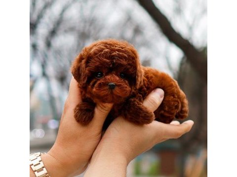 Antıalerjık toy poodle bebeklerım