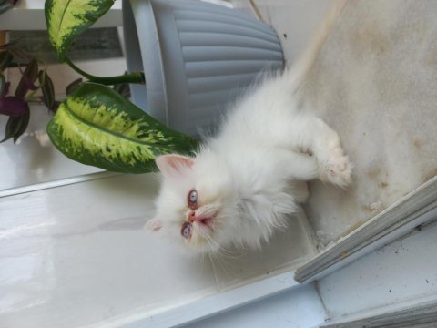 İran exotic longhair 2 buçuk aylık dişi