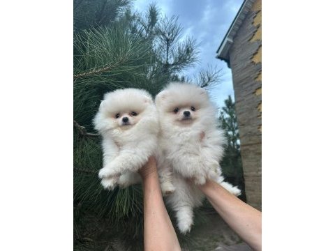 Pomeranian boo ve spitz (ayı surat ve tilki surat)