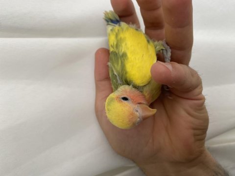 El besleme full evcil papağanımız