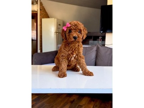 Dişi erkek poodle