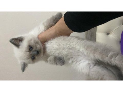 60 günlük blue point kedimiz