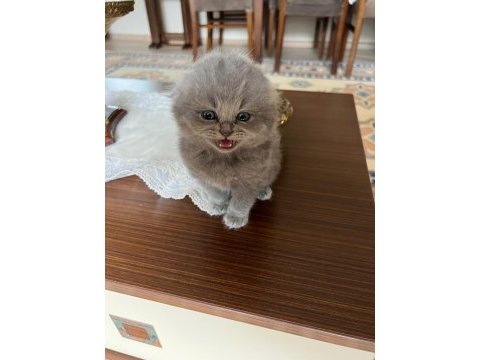 Chinchilla 4 erkek ve 4 dişi