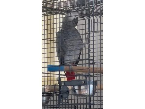 Kelimede sınır yok jako papağanı