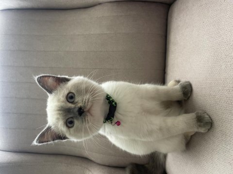 3 aylık dişi blue point british shorthair aşıları yapıldı