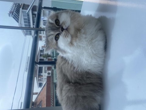 British longhair 3 yaşında
