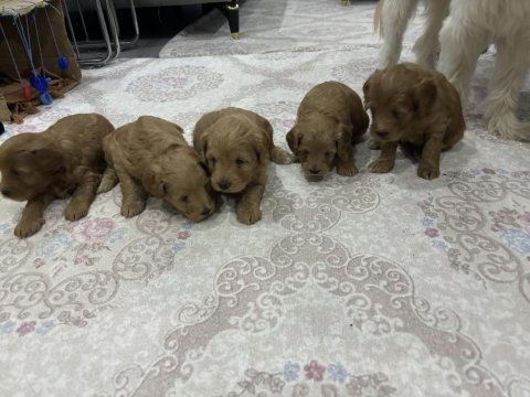 Maltipoo yavrular