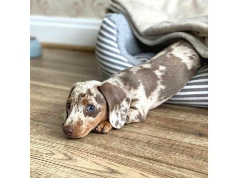 Şov kalite kısa tüylü ısabella merle sosis köpeğimiz