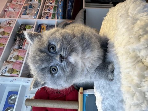 Top kafa kısa kulak safkan show kalite british shorthair