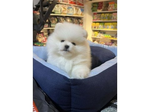 Biblo güzelliğinde show kalite pomeranian boo