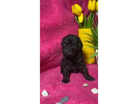 Poodle akademi siyah köpekler