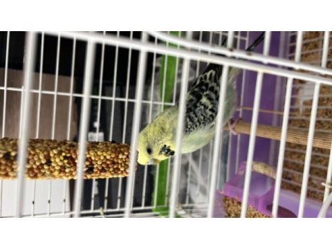 Jumbo erkek muhabbet kuşu özel renk
