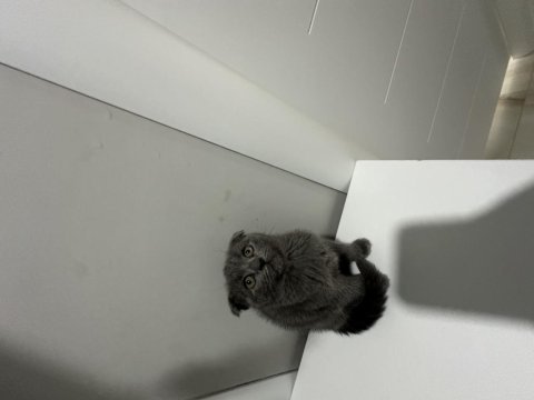 Scottish fold ve british shorthair