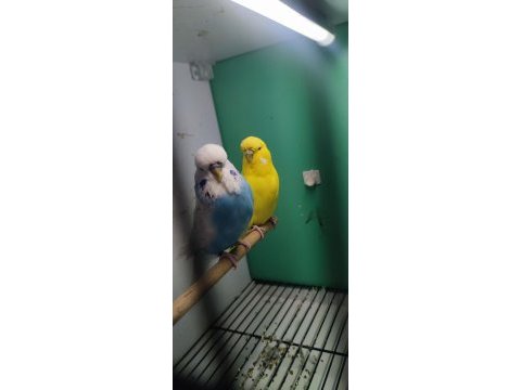 1 yaşında mavi sarı fanatik takım jumbo çift muhabbet kuşu