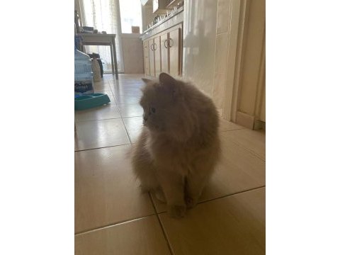 1.5 yaşında dişi british longhair