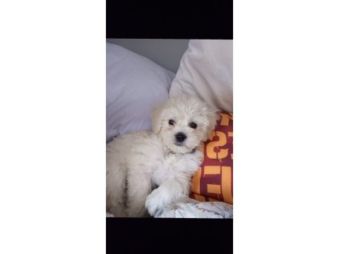 Maltese terrier