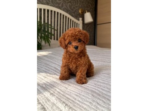 Premium kalite toy poodle yavrular