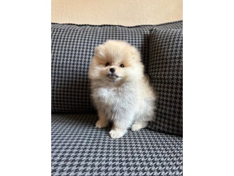 Pomeranian toy spitz yavrular