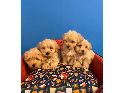 Baby face ırk garantili maltipoo yavrularımız