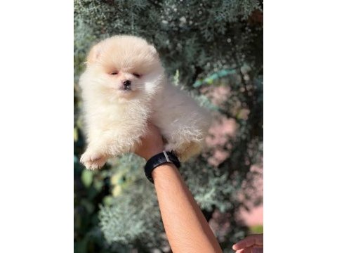 Safgan ırk garantisi yavrularımız pomeranian boo